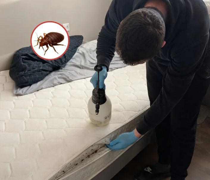 Technicien traitant un matelas contre les punaises de lit à Boissy-Saint-Léger